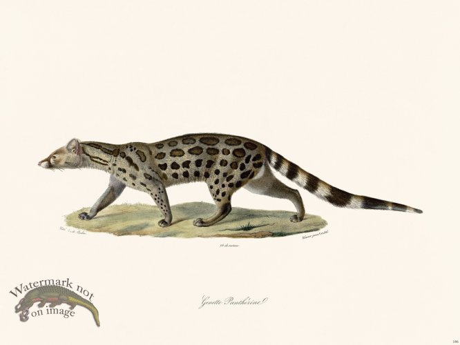 (image for) Cuvier 186 Cenette Leopard