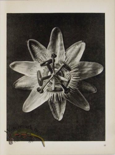 (image for) Blossfeldt T 085