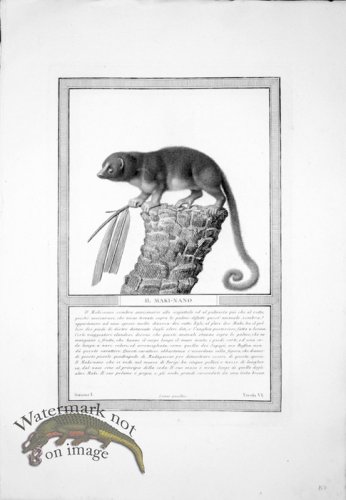 (image for) The_Monkeys_30