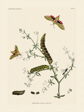 Wilkes Butterflies 041