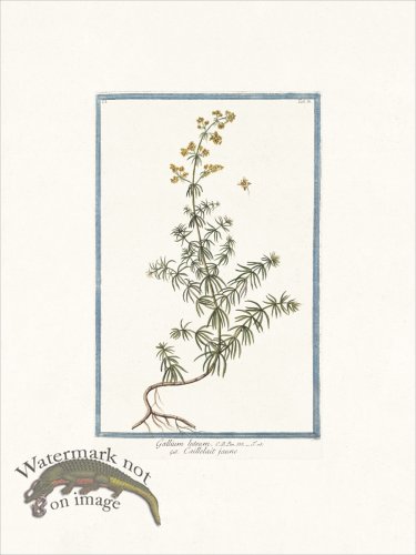 (image for) Bonelli 081 Reginella