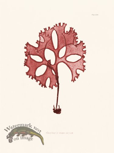 (image for) Bradbury Seaweed 062