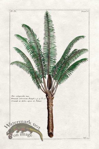 (image for) Buchoz Palm 17