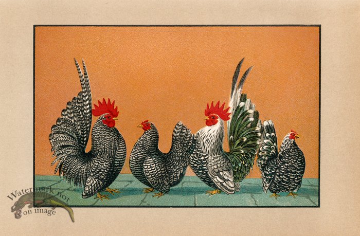 (image for) Chicken 23