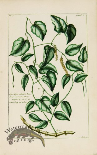 (image for) Buchoz Bot 54