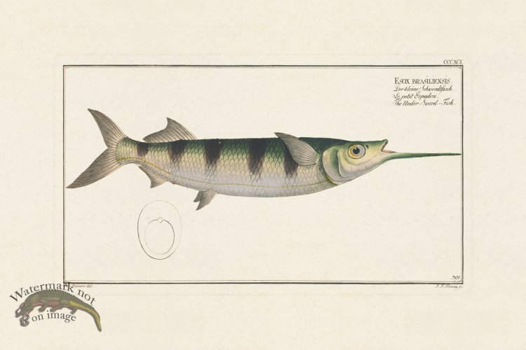 (image for) BLOCH FISH 391