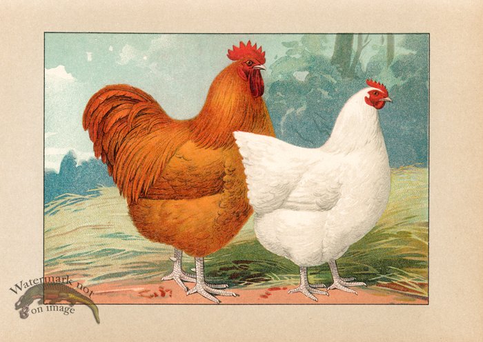 (image for) Chicken 49