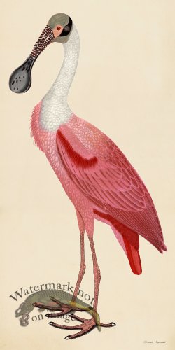 (image for) Rudbeck CFA 39 Roseate Spoonbill