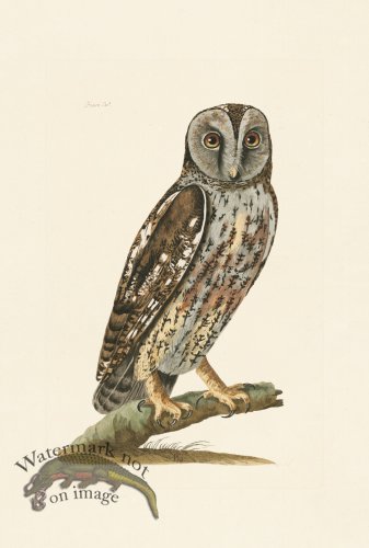 (image for) Pennant Zoology 127