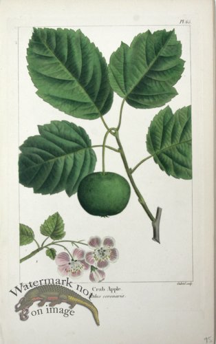(image for) 06 Crab Apple