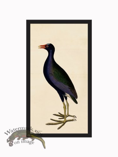 (image for) Rudbeck CFA_BF 45 Purple Gallinule