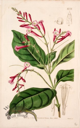 (image for) CBMS_0039