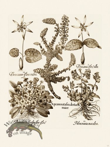 (image for) Besler 015 B1