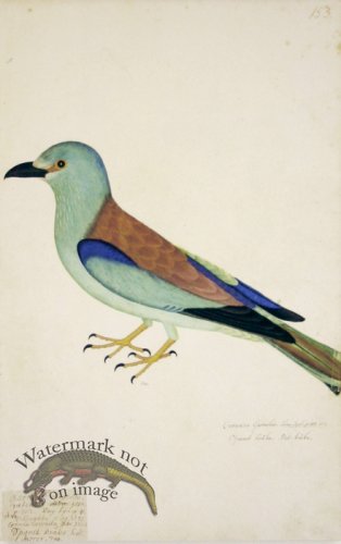 153 Swedish Birds . Corvus Garrulus.Male Eurasian Jay