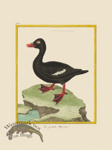 (image for) Martinet Bird 956