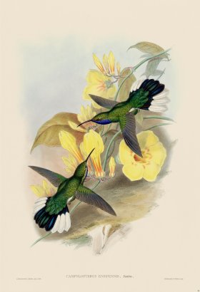 Gould Hummingbird 046