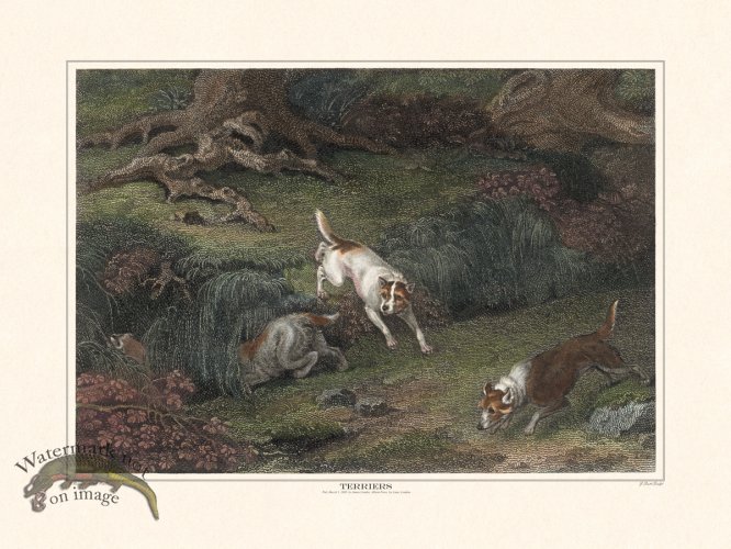 (image for) TSR Terriers