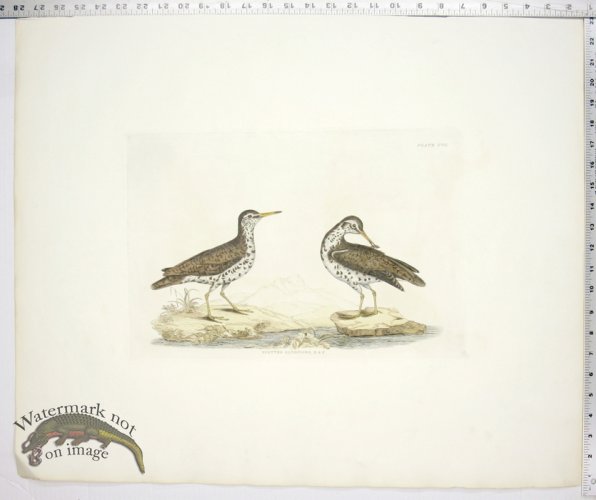 (image for) Spotted Sandpiper - Male & Female