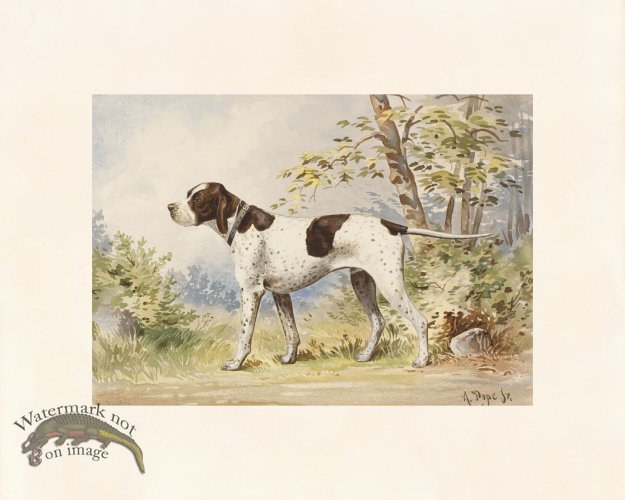 (image for) Pope Dog 06 Imported Champion Pointer