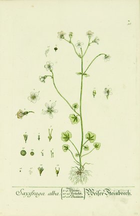 Blackwell German 255