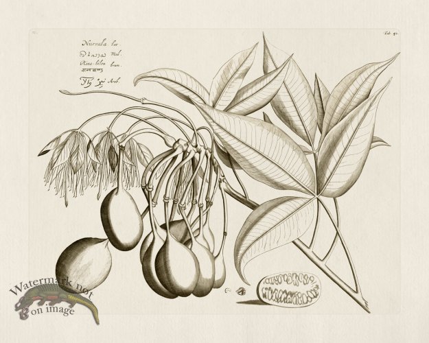 (image for) HORTUS VOl 03 42