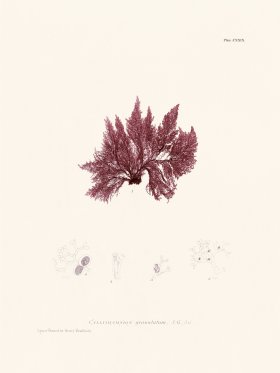 Bradbury Seaweed 129