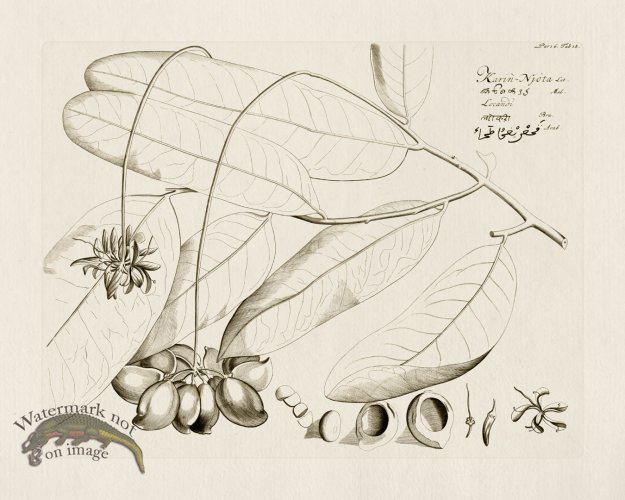 (image for) HORTUS VOl 06 18