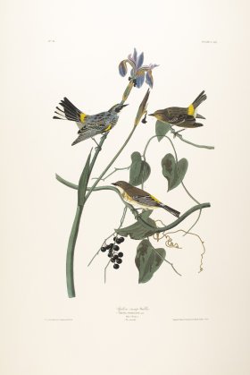 Yellow-Crown Warbler