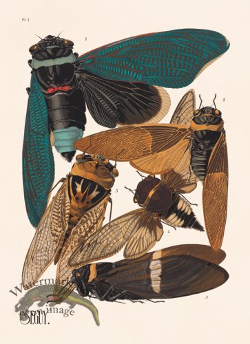 (image for) Seguy Bug 01