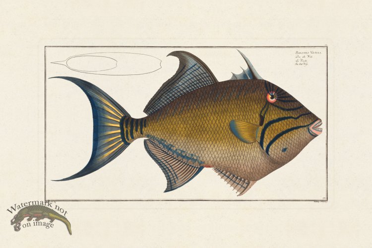 (image for) BLOCH FISH 150