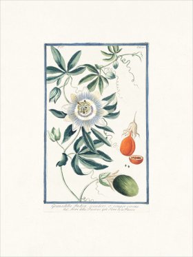 Bonelli 370 Passion fruit