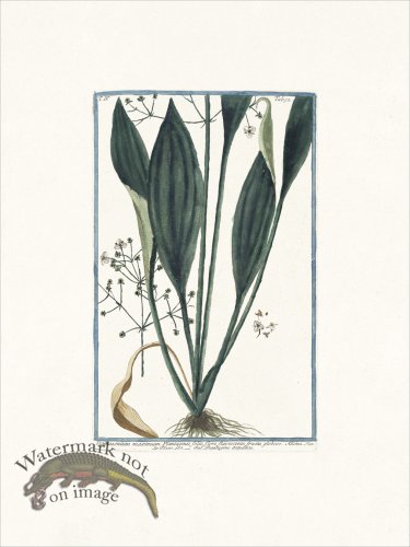 (image for) Bonelli 392 Water plantain