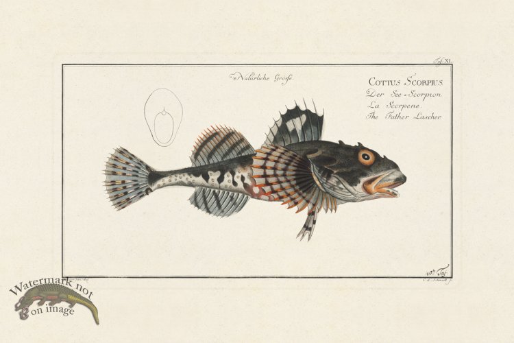 (image for) BLOCH FISH 040