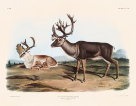 (image for) 126 Reindeer