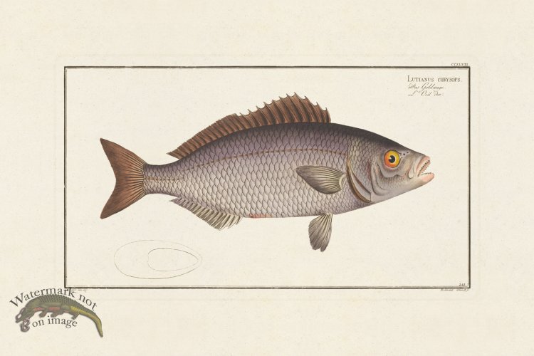 (image for) BLOCH FISH 248