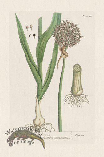 (image for) BEE 421 The Leek