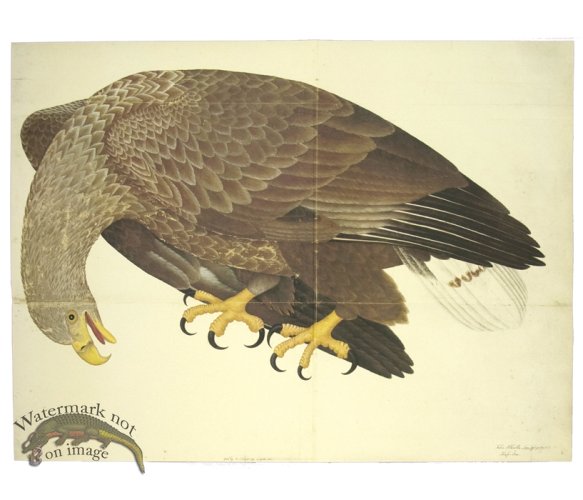 (image for) WHITE-TAILED EAGLE . PL 6