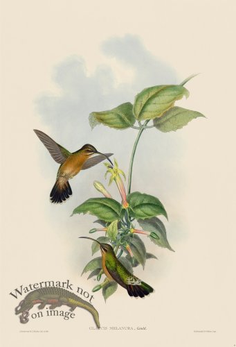 (image for) Gould Hummingbird 009