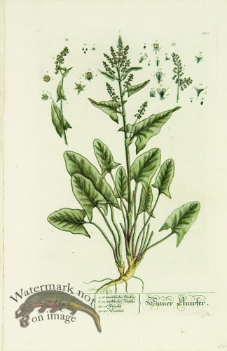 (image for) Blackwell German 229