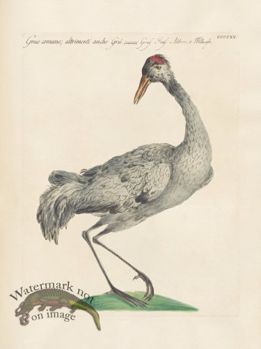 (image for) Manetti 415