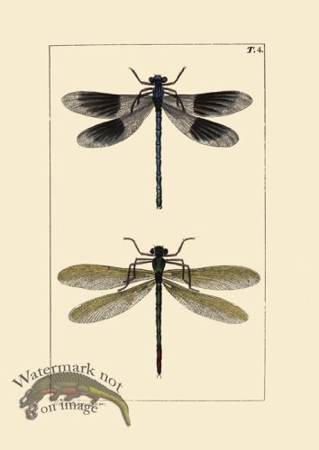 (image for) Dragon Fly 04