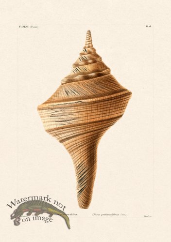 (image for) French Shell 018