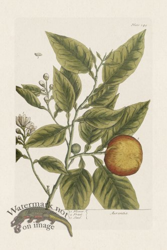 (image for) BEE 349 The OrangeTree