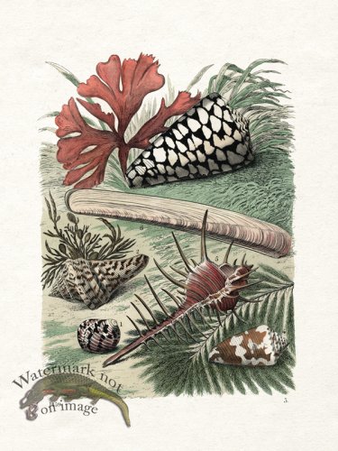 (image for) Shell BOTW 03