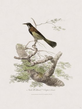 65 New Holland Caffowary