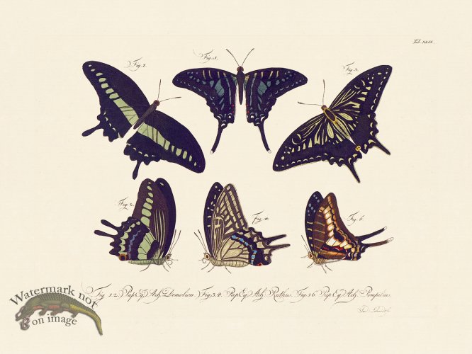 (image for) Jablonsky Butterfly 049