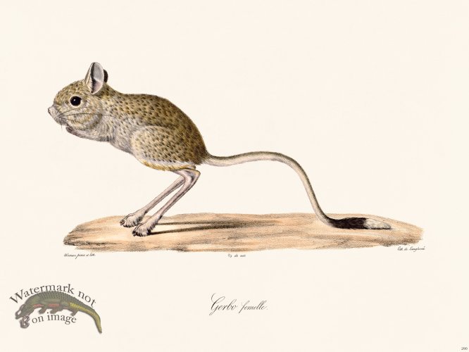 (image for) Cuvier 290 Gerbo Female