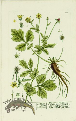 (image for) Blackwell German 010