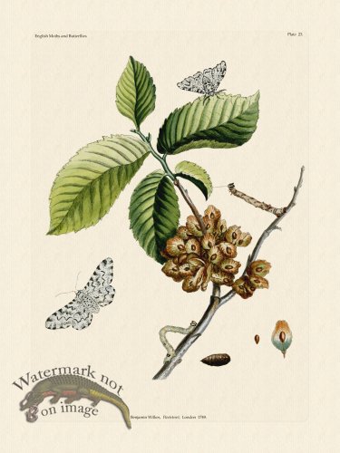 (image for) Wilkes Butterflies 023