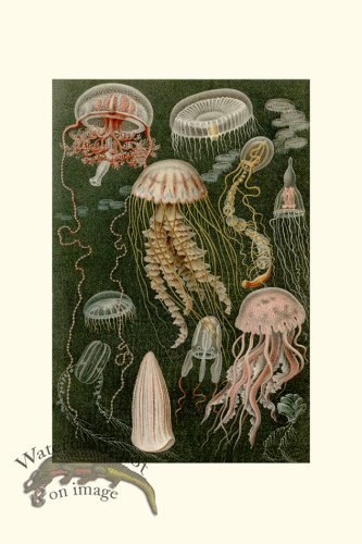 (image for) Underwater 13